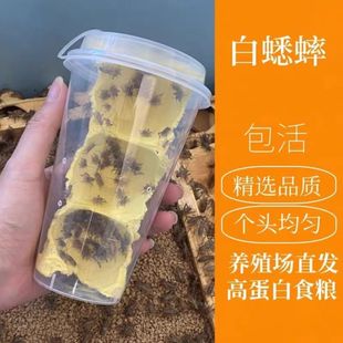 白蟋蟀曲曲蟋蟀蛐蛐活体饲料活虫守宫蜥蜴鸟鱼角蛙鬓狮蜘蛛宠物粮