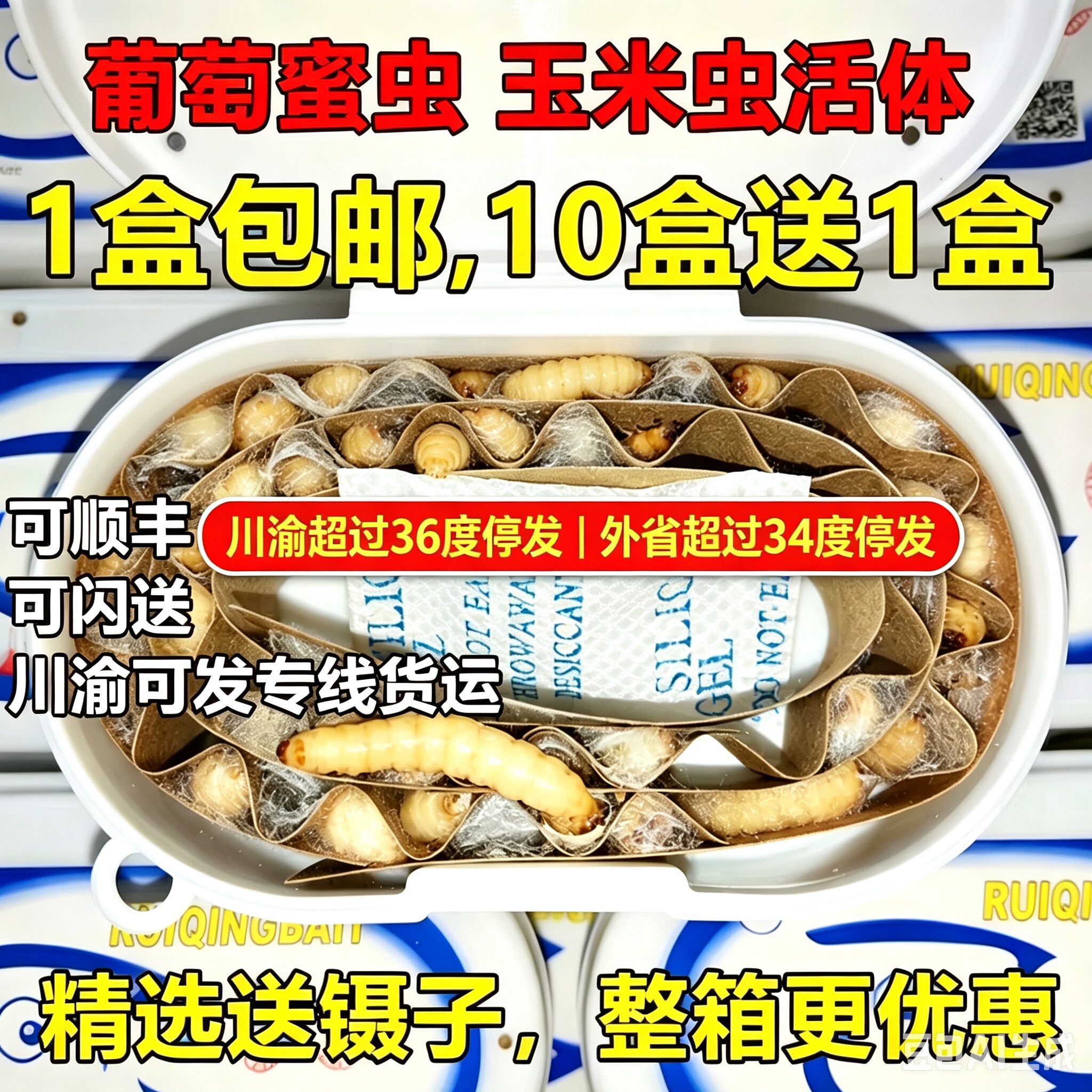 玉米虫活虫葡萄密虫活体蜜虫大蜡螟钓鱼饵鸟食龟蜜袋仓鼠爬宠饲料