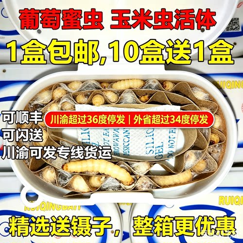 葡萄密虫活虫玉米虫活体蜜虫包邮