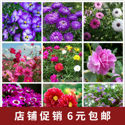 薄荷满天星除虫菊马齿苋花卉种子