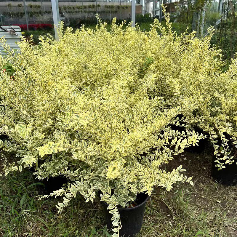 四季金姬小蜡盆栽多年生常绿灌木植物庭院花园造景耐寒热花镜花卉