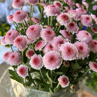 珠玉之卵纽扣菊盆栽糖心菊带花苞小清新阳台窗台绿植花卉四季开花