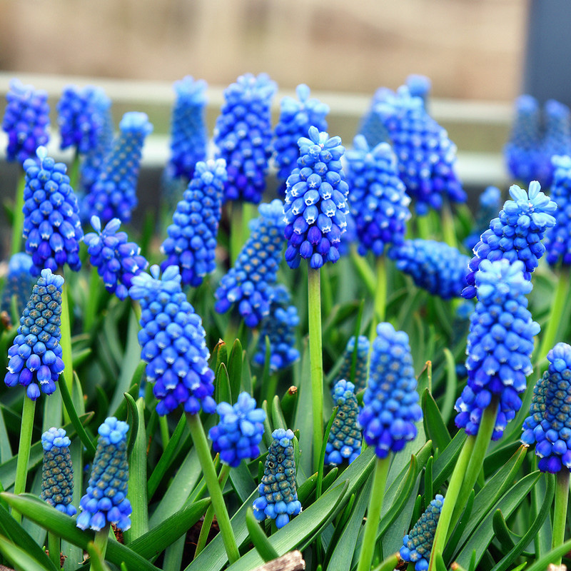 四季葡萄风信子水培花卉水养花卉植物耐寒土培盆栽苗郁金香花苗花