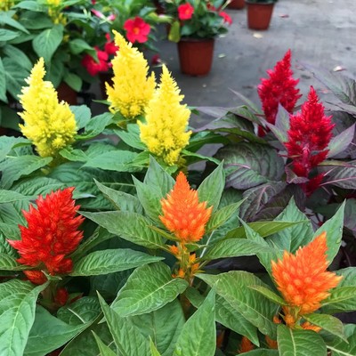 鸡冠花木本庭院阳台四季开花