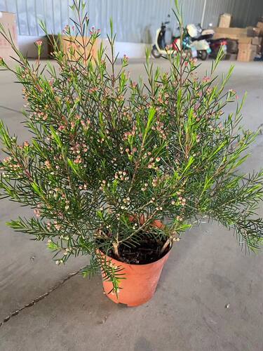 澳洲腊梅腊梅庭院阳台四季开花