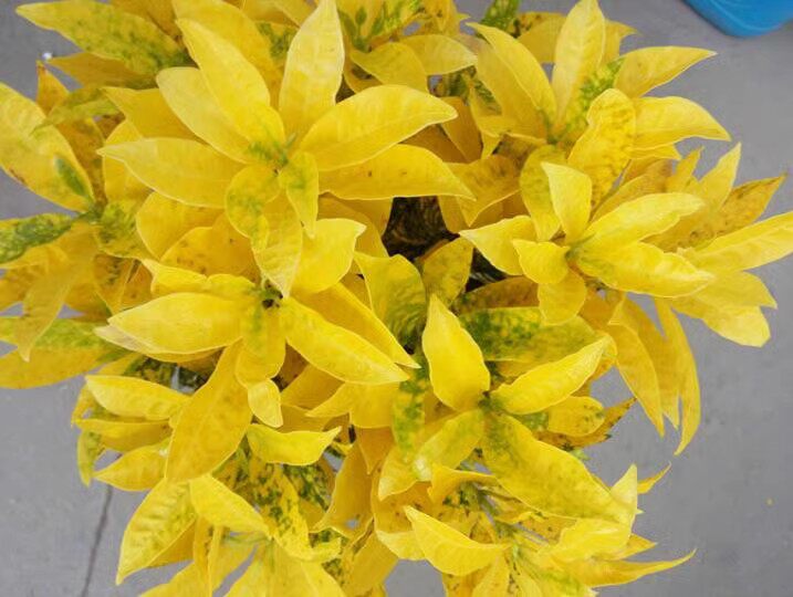 四季洒金榕变叶木盆栽阳台庭院花卉好养植物七彩变叶木黄金木绿植