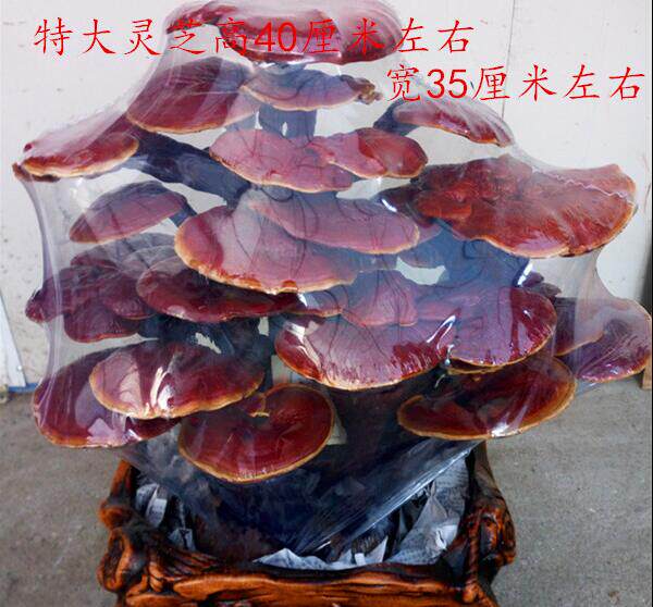 四季年宵花卉灵芝盆景盆栽活体食用观赏灵芝客厅办公桌防辐射植物