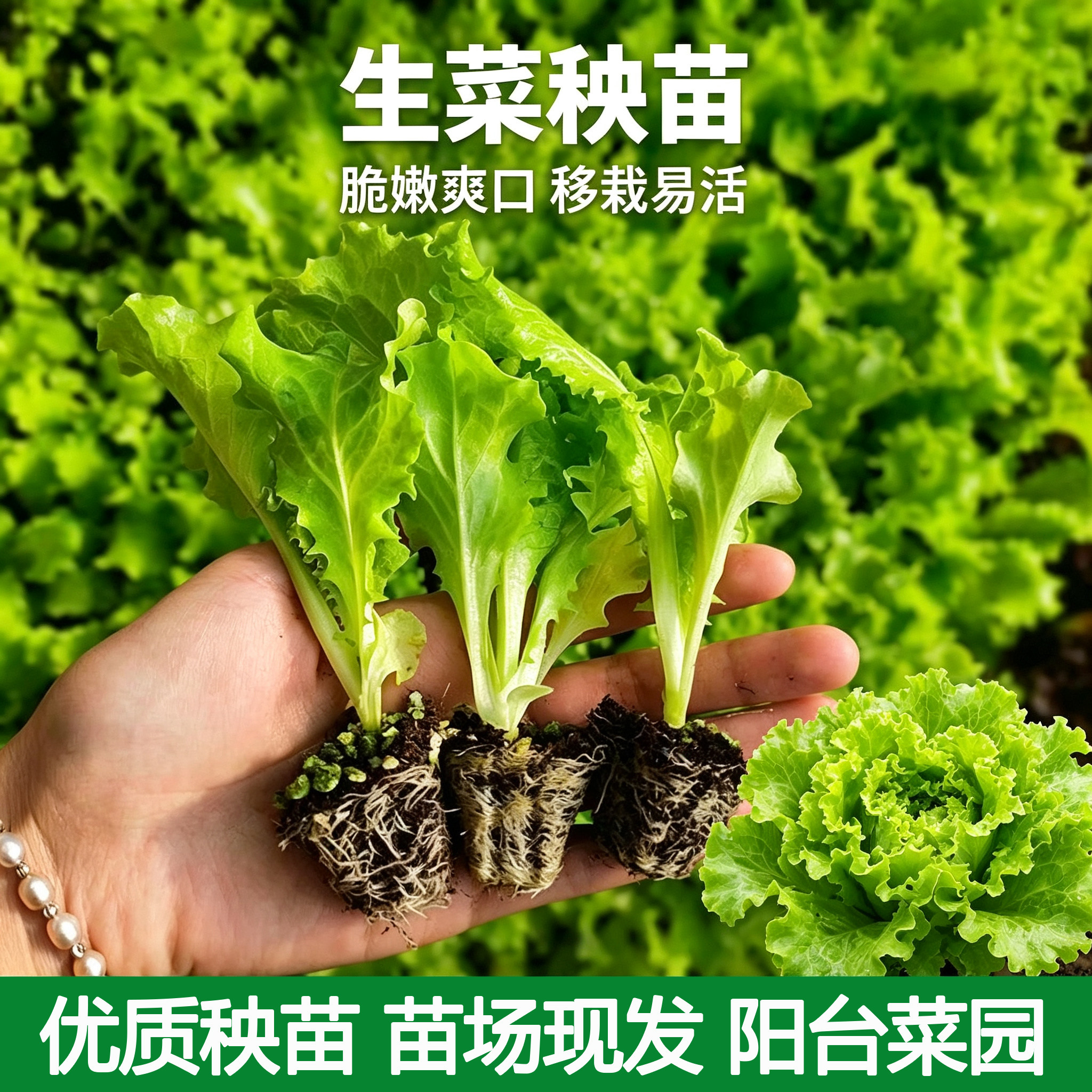 生菜秧苗芹菜大白菜苗甘蓝西兰花