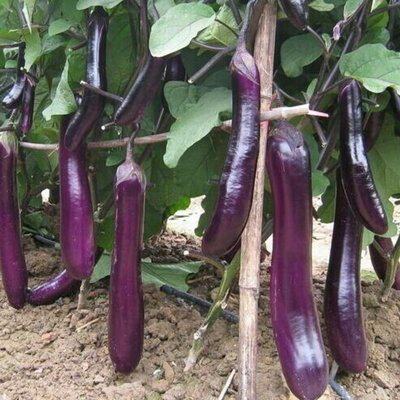 四季茄子秧苗种子穴盘苗