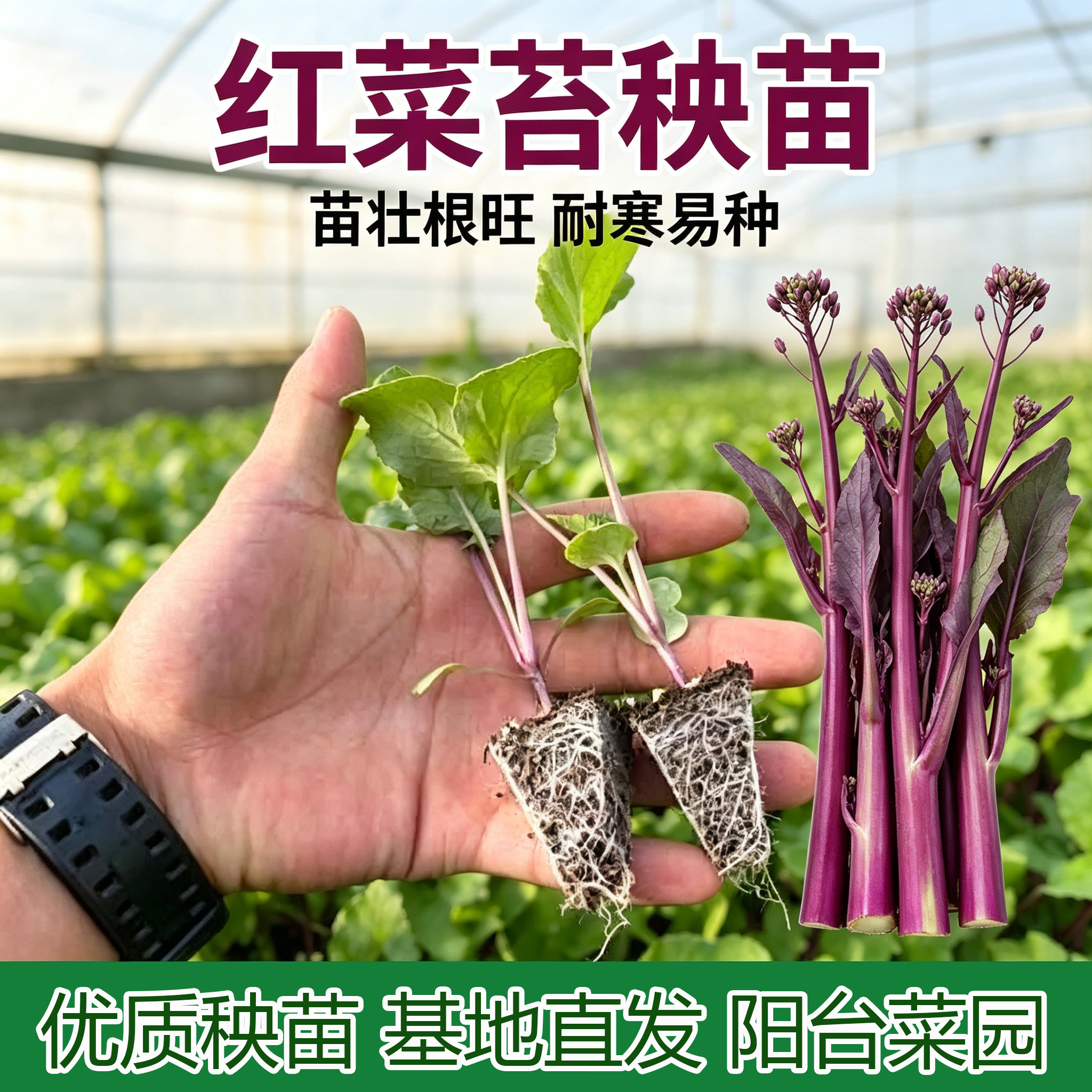 红菜苔白菜苔秧苗西兰花西兰苔苗