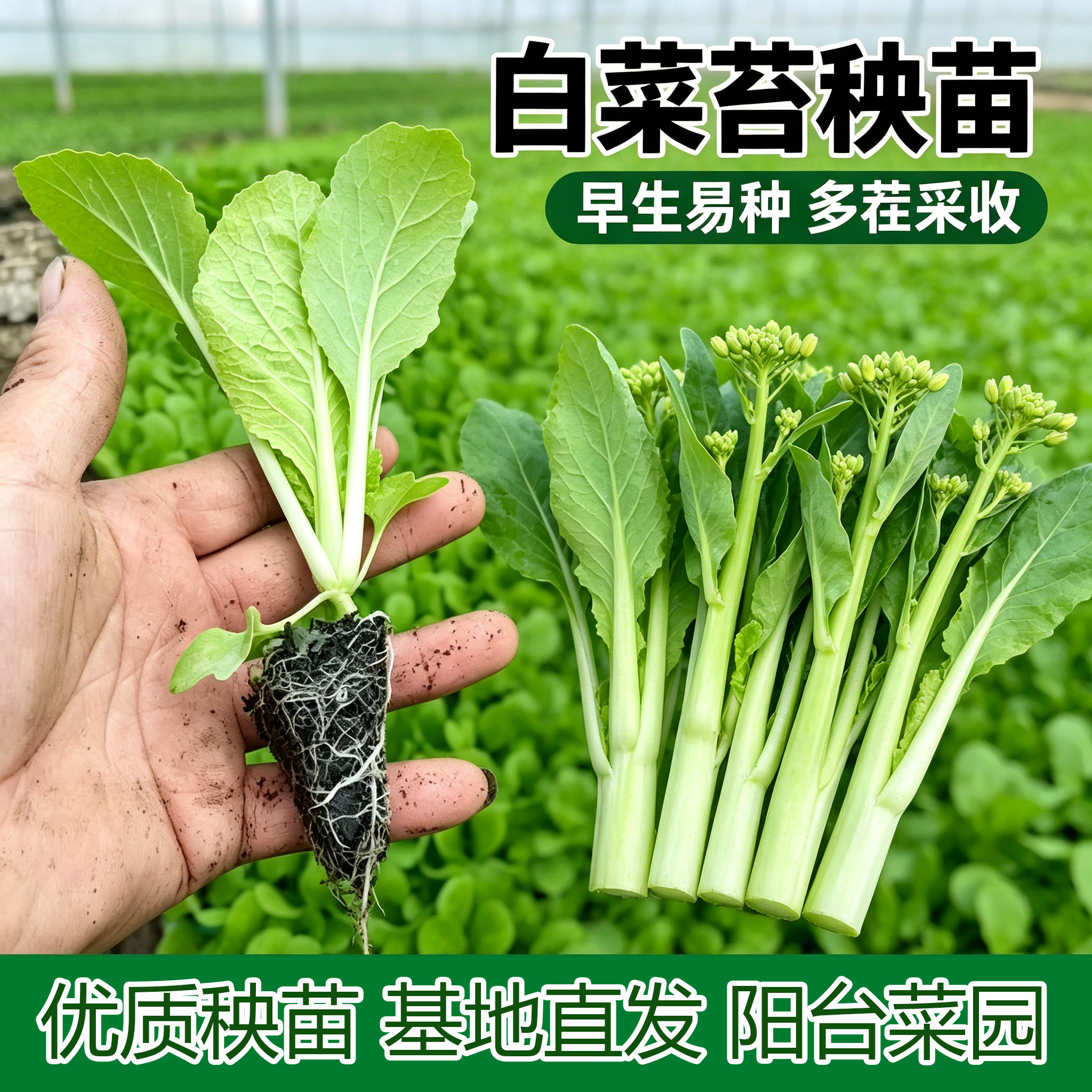 白菜苔红菜苔秧苗西兰花西兰苔苗
