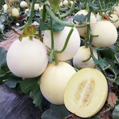 白玉甜瓜苗网纹羊角蜜甜宝新疆哈密瓜绿宝石冰糖子白沙蜜香瓜秧苗