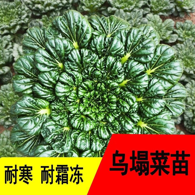 耐寒乌塌菜苗甘蓝红菜苔生菜芹菜大白菜西兰花阳台黄心乌蔬菜秧苗