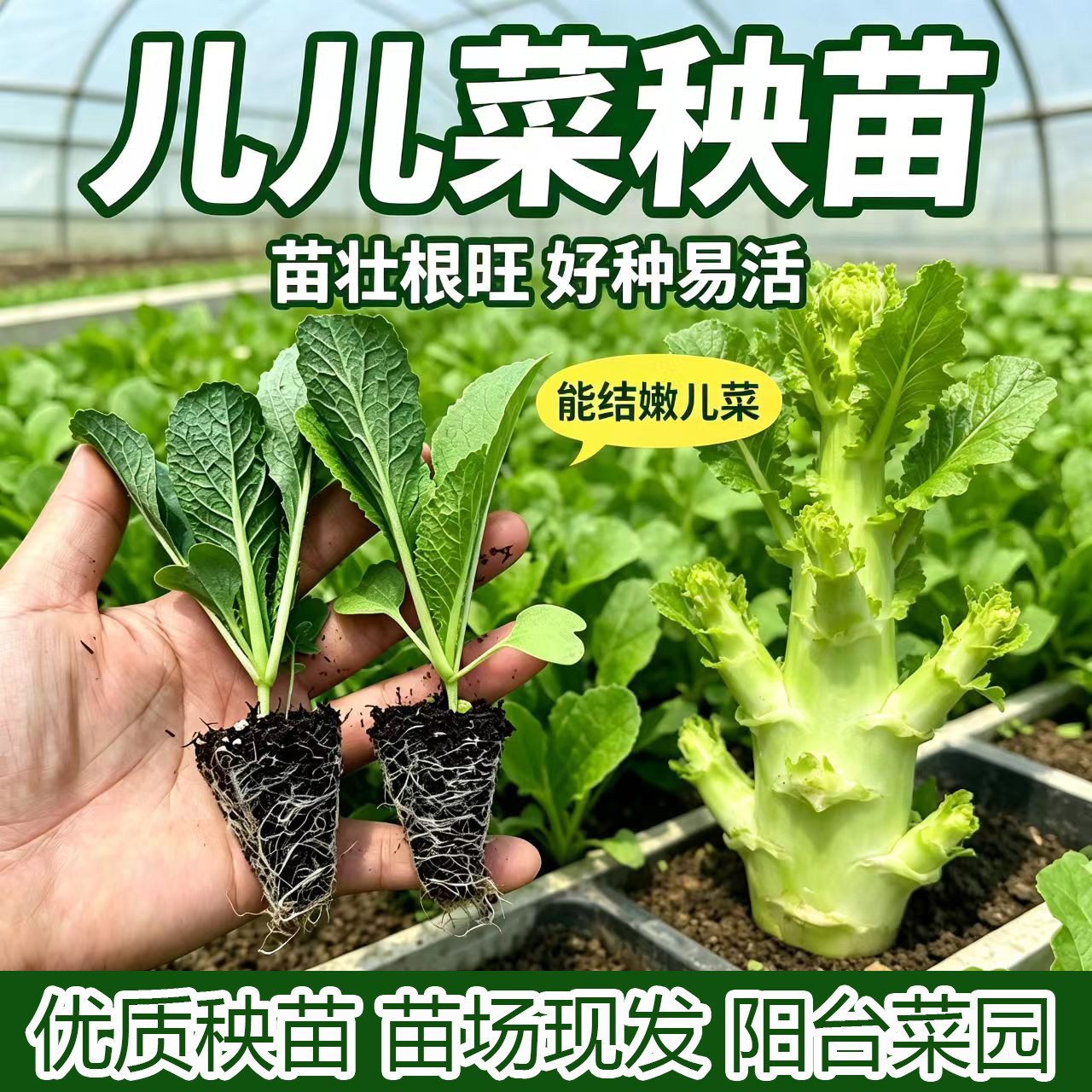 儿菜红菜苔秧苗西兰花西兰苔苗