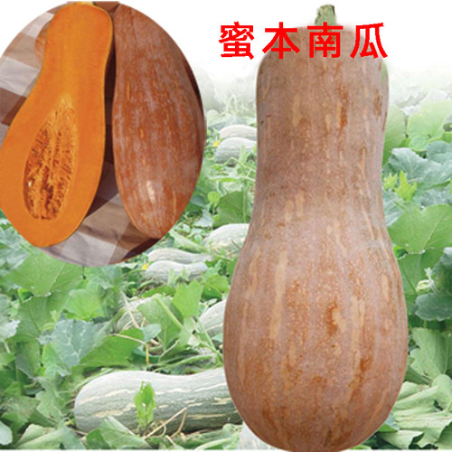 四季种植南瓜秧苗高产好种