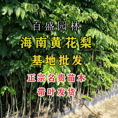 海南正宗黄花梨木名贵红木树种