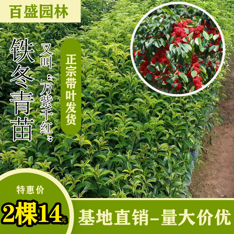 万紫千红铁冬青树苗四季常青庭院绿化树白银香苗山熊胆树苗