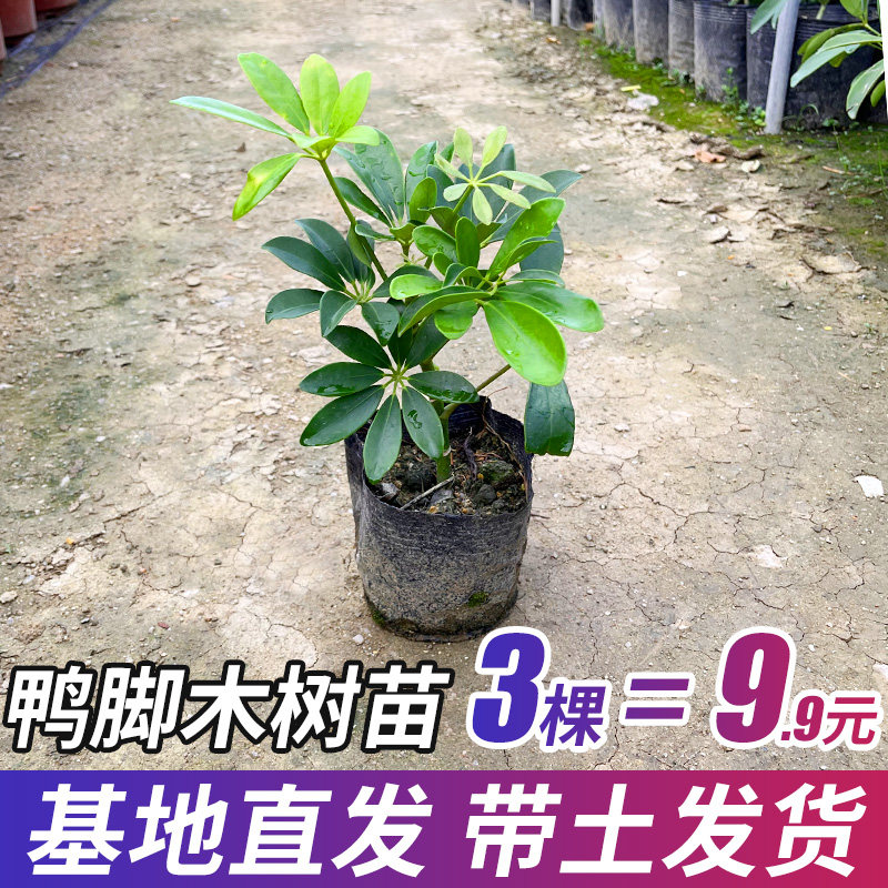八方来财鸭脚木树苗红花鹅掌柴招财盆栽易活植物净化空气室外绿化
