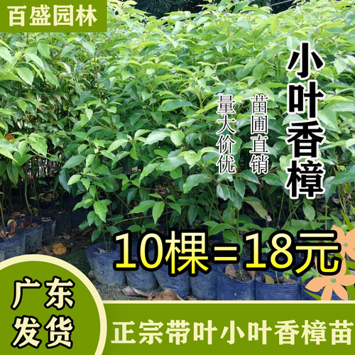 驱蚊虫四季常青盆栽地栽香樟树苗