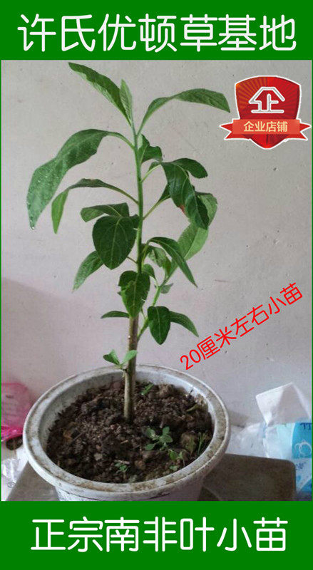 南非叶 种苗南非草 将军叶台湾苦茶 新鲜叶子干茶粉搭配忧遁草