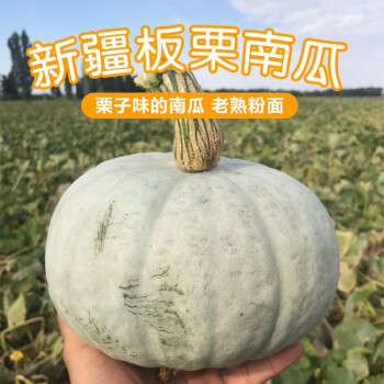 新疆板栗南瓜新鲜沙漠贵族金丝板栗味贝贝老南瓜宝宝辅食5斤包邮|ruв категории водной мясо/свежие фрукты и овощи/еда, свежие овощи/овощной продукции, свежие овощи, 南瓜 - от Buy2taobao.com для оказания профессиональной услуги покупки агента Taobao