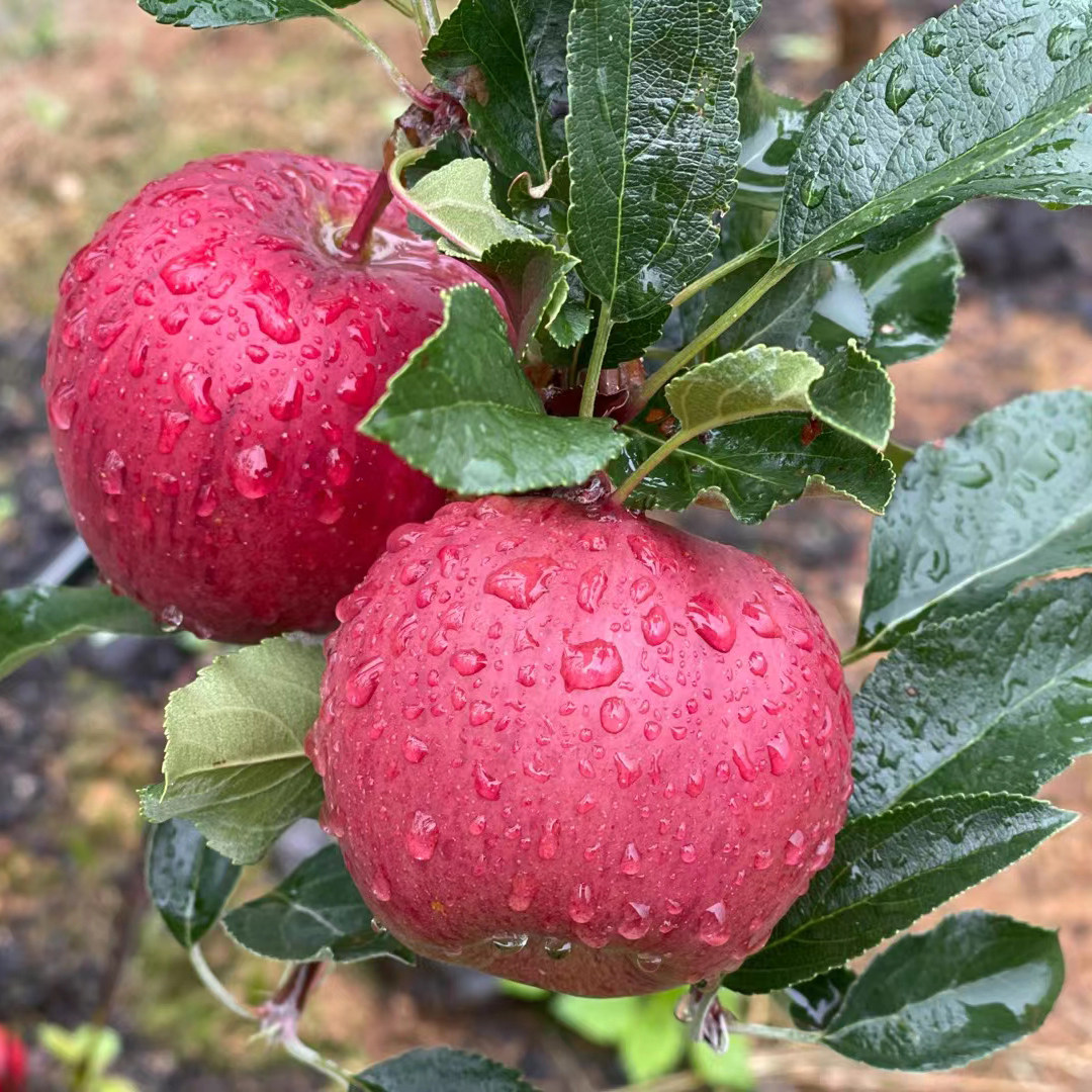 二食六族|香格里拉红苹果当季水果新鲜现摘