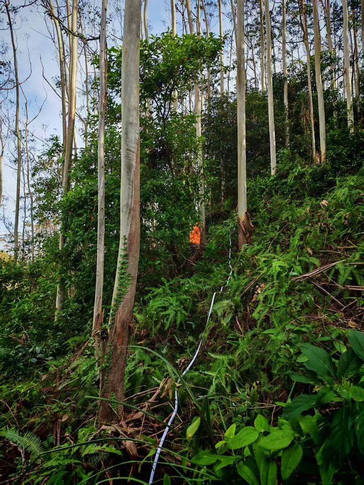 合浦县公馆镇山肚村共计620.92亩的林木