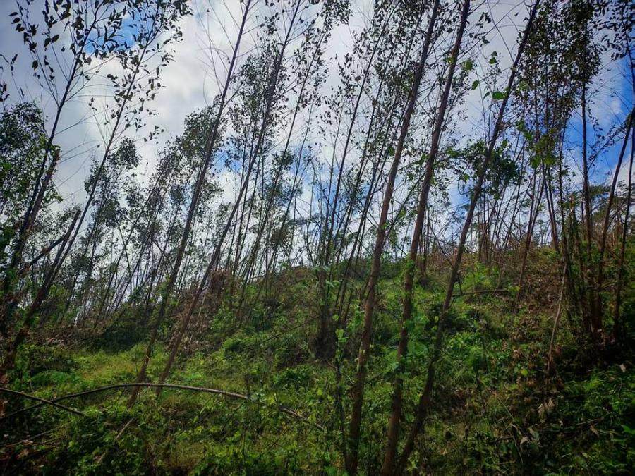 合浦县公馆镇山肚村共计1007亩的林木