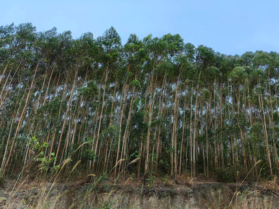 象州县运江镇石鼓村吉次小组六乃岭的529.35亩桉树