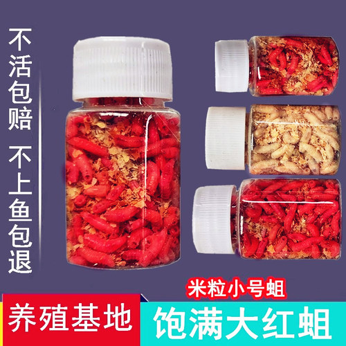 红色蛆虫活体野钓鲫鱼饵米粒白蛆