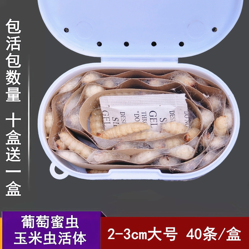 玉米虫葡萄蜜虫活体鸟食宠物粮食