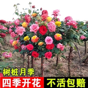 树桩月季特大花多色玫瑰花树苗棒棒糖树桩庭院植物四季开花卉老桩