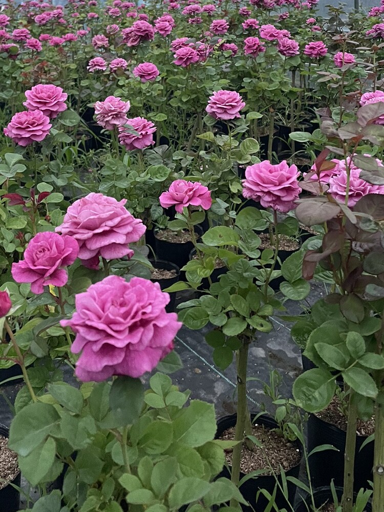 月季花苗浓香多色大花阳台盆栽地栽树状独杆棒棒糖玫瑰花树桩月季