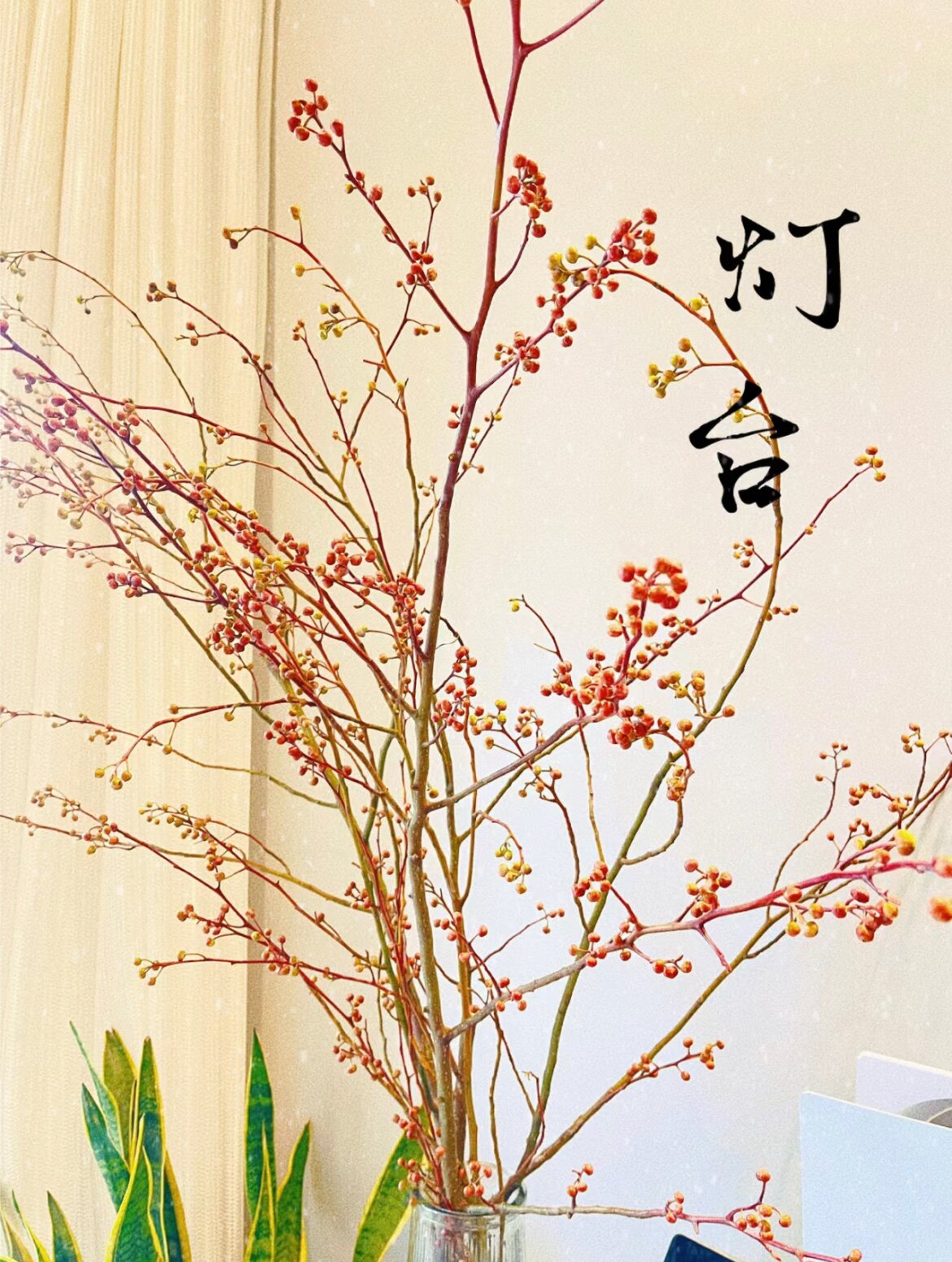 灯台花鲜切枝年宵花水养瓶插室内新年适合新手鲜花家庭插花植物