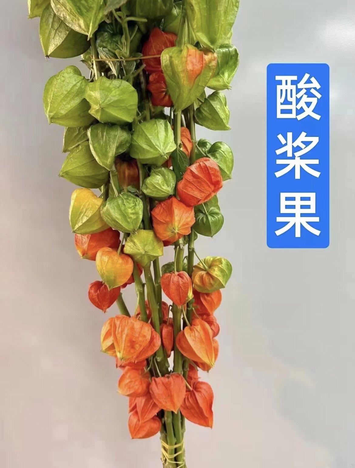 酸浆果鲜切花灯笼果姑娘果锦灯笼橙色明亮瓶插水养可干花昆明直发