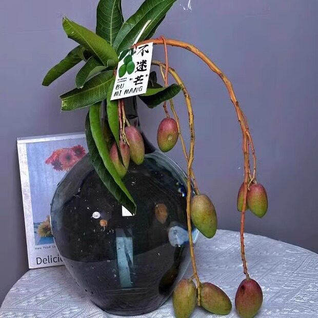 芒果鲜切枝《夏日水果系列》水培插花室内办公室桌面