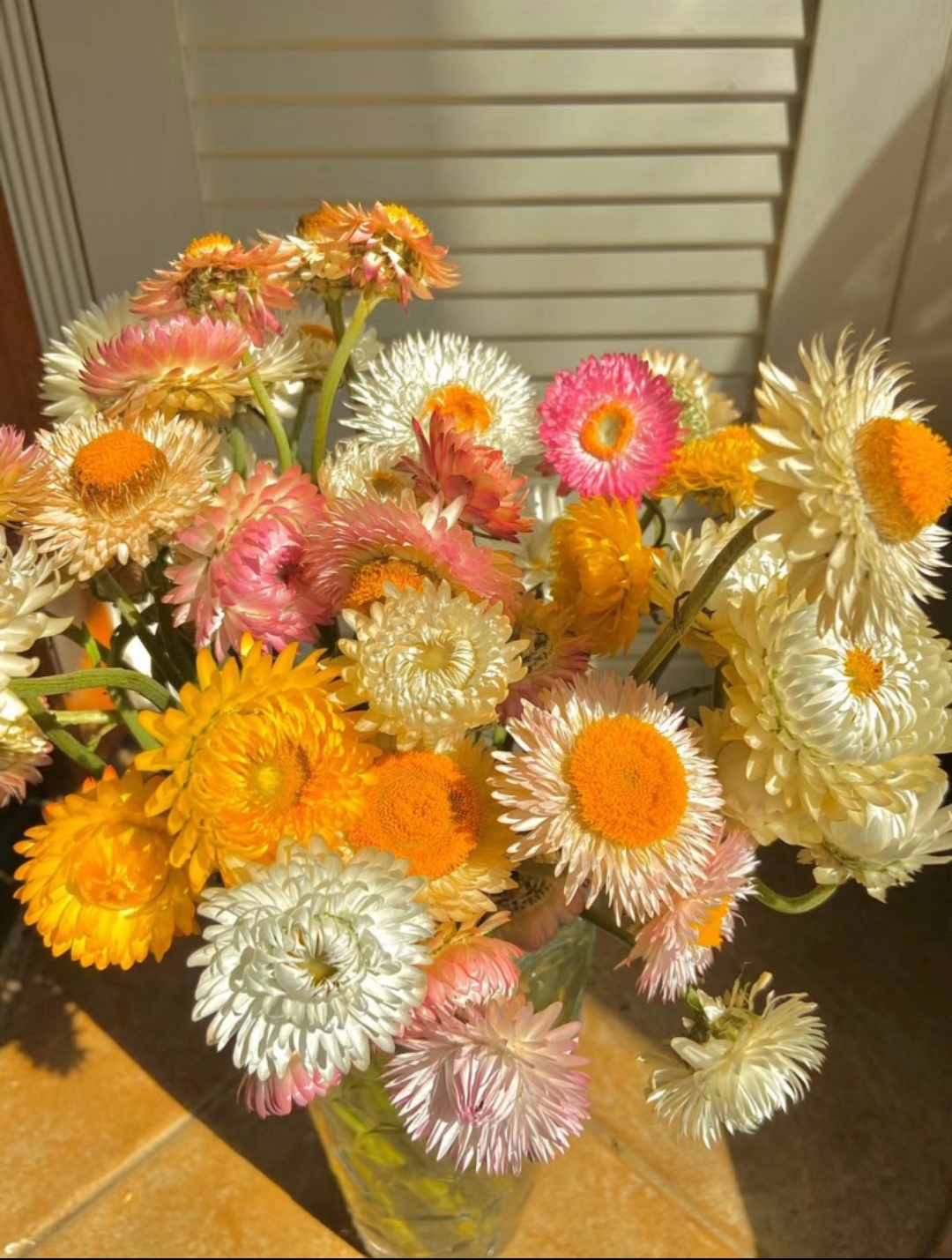 麦秆菊鲜切花水养瓶插室内生来就是干花蜡菊昆明直发