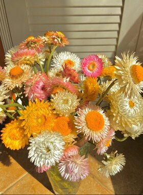 麦秆菊鲜切花水养瓶插室内生来就是干花蜡菊昆明直发