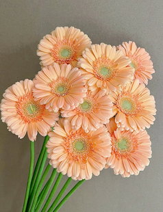 非洲菊鲜切花小众高级爱必达扶郎花包邮水养家庭瓶插室内花束粉色