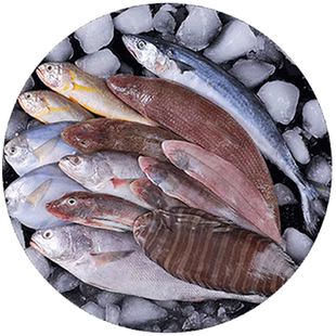 海杂鱼带鱼鲳鱼小黄鱼新鲜冷冻海鲜龙利鱼海鳗鱼米鱼马鲛鱼整箱