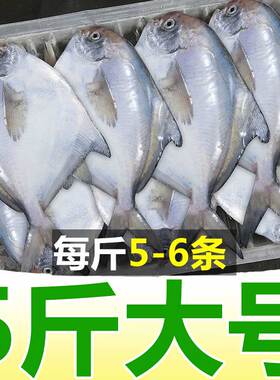 大号银鲳鱼新鲜冷冻昌鱼白仓鱼生鲜白鲳鱼鲳鳊鱼扁鱼平鱼水产海鲜