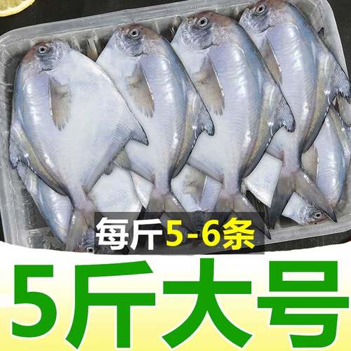 银鲳鱼新鲜冷冻昌鱼白生鲜鲳鳊鱼