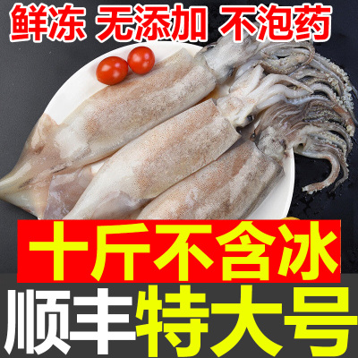 10斤特大号鱿鱼生鲜新鲜鱿鱼顺丰