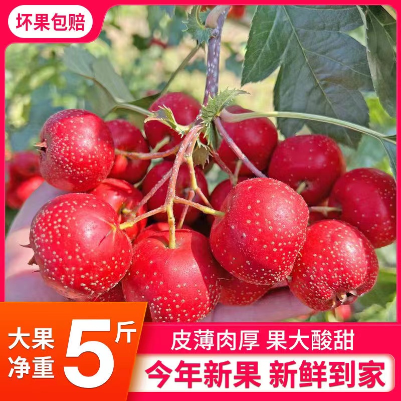 现摘新鲜山楂果山里红