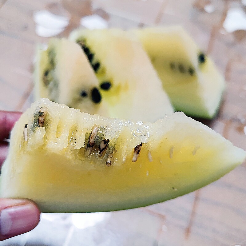 敖汉打瓜 赤峰打瓜内蒙古赤峰特产赤峰黄壤打瓜 籽瓜一个包邮