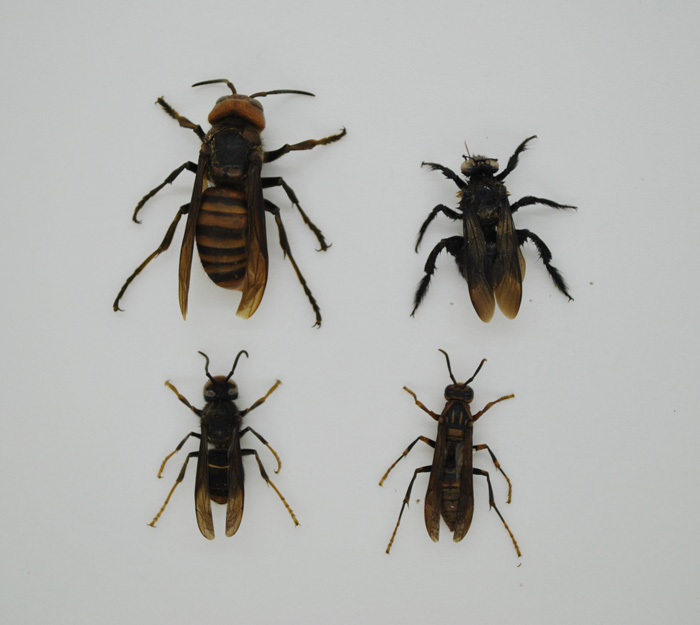 真昆虫知了蝴蝶标本幼儿园教学用具科普实验diy已展姿品种可自选