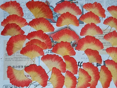 天然银杏叶干花树叶红枫叶梧桐叶鸡爪枫DIY制作装饰橱窗拍摄道具