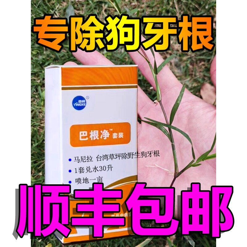 马尼拉台湾草坪除野生狗牙根绊根草铁线草一年生禾本科杂草巴根净 - 实物图