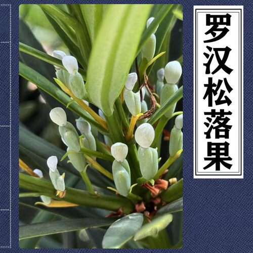 罗汉松落果套餐罗汉松疏果抑制结果罗汉松疏花疏果调节剂防黄叶