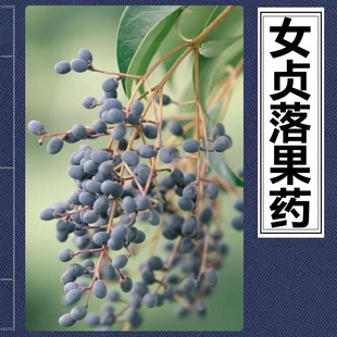 大叶女贞落果防结籽长叶女贞去黑色浆果国光植根源女贞去籽去果药